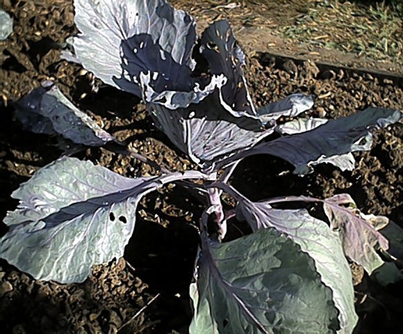 Brassica Close-Up (20 July)